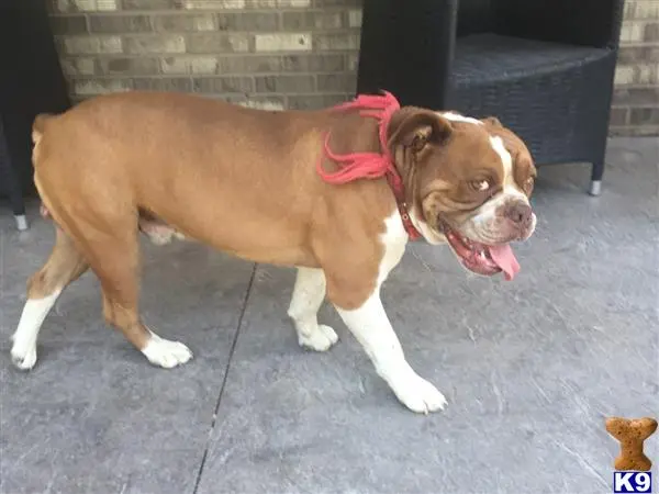 Old English Bulldog stud dog