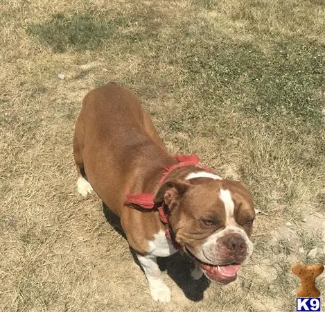 Old English Bulldog stud dog