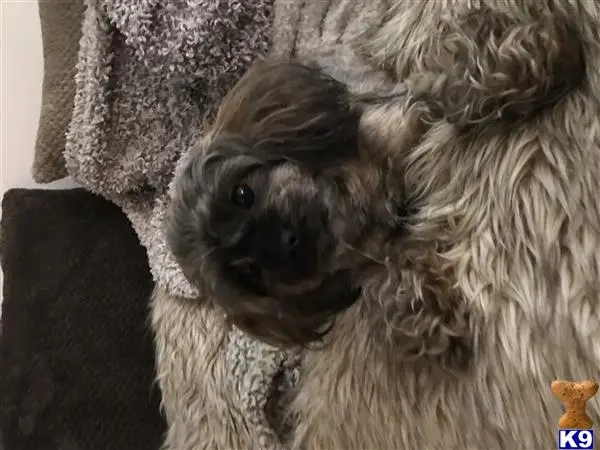 Yorkshire Terrier female dog