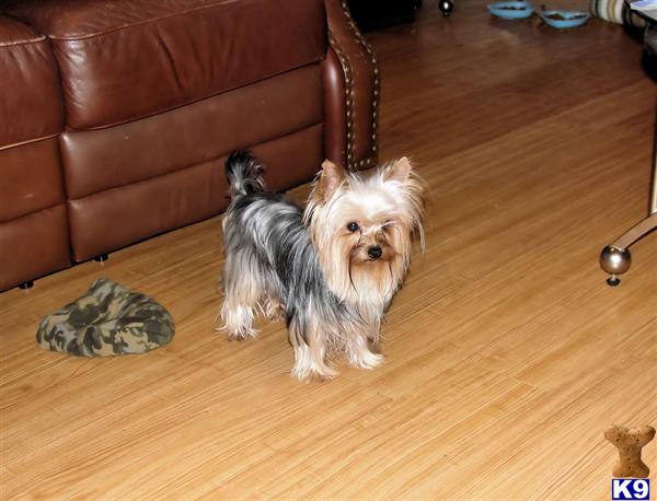 yorkie stud fee terrier stud 3 5 lb adorable akc yorkie for stud 8 years yorkie stud fee terrier stud 3 5 lb adorable akc yorkie for stud 8 years