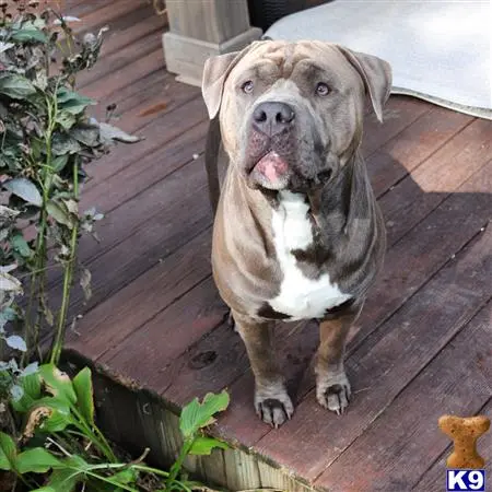 American Bully stud dog