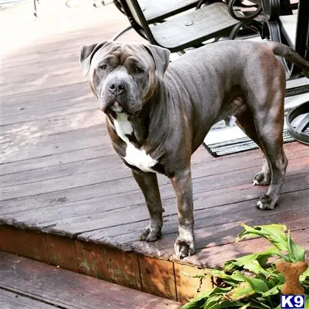 American Bully stud dog