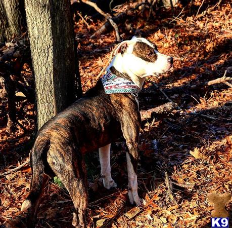 American Bully dog