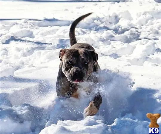 American Bully stud dog