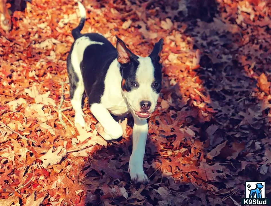 American Bully puppy for sale