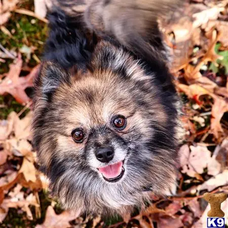 Pomeranian stud dog