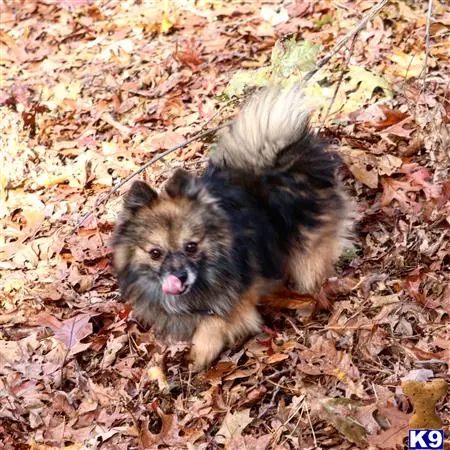 Pomeranian stud dog