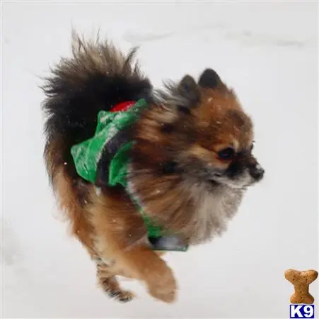 Pomeranian stud dog