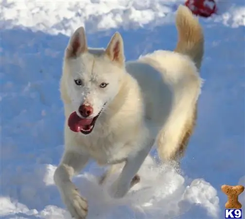 Siberian Husky female dog