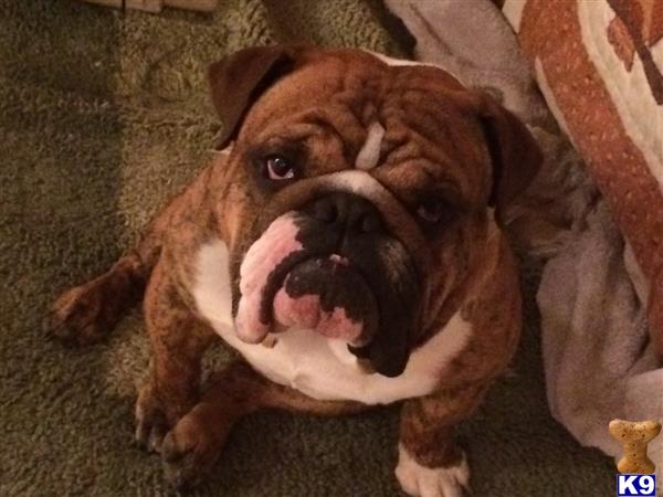 a english bulldog dog with its mouth open