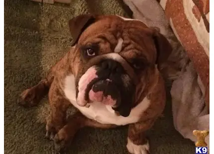 English Bulldog