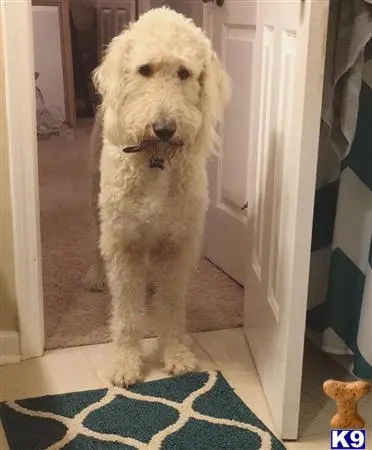 Labradoodle stud dog