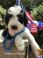 goldendoodles puppy posted by maddoglover123