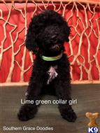 Goldendoodles
