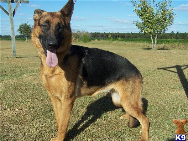 German Shepherd dog