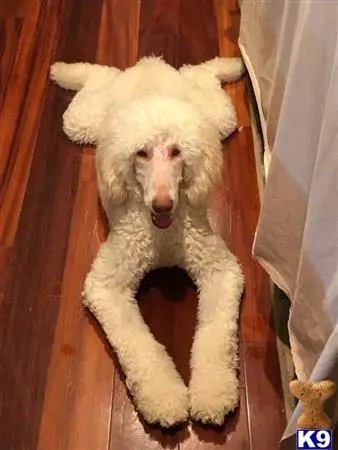 Poodle stud dog