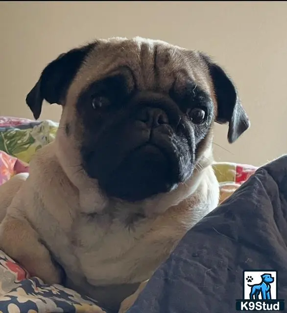 Pug female dog: Fawn Pug resting on a colorful quilt indoors