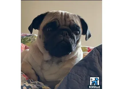 Pug female dog: Fawn Pug resting on a colorful quilt indoors