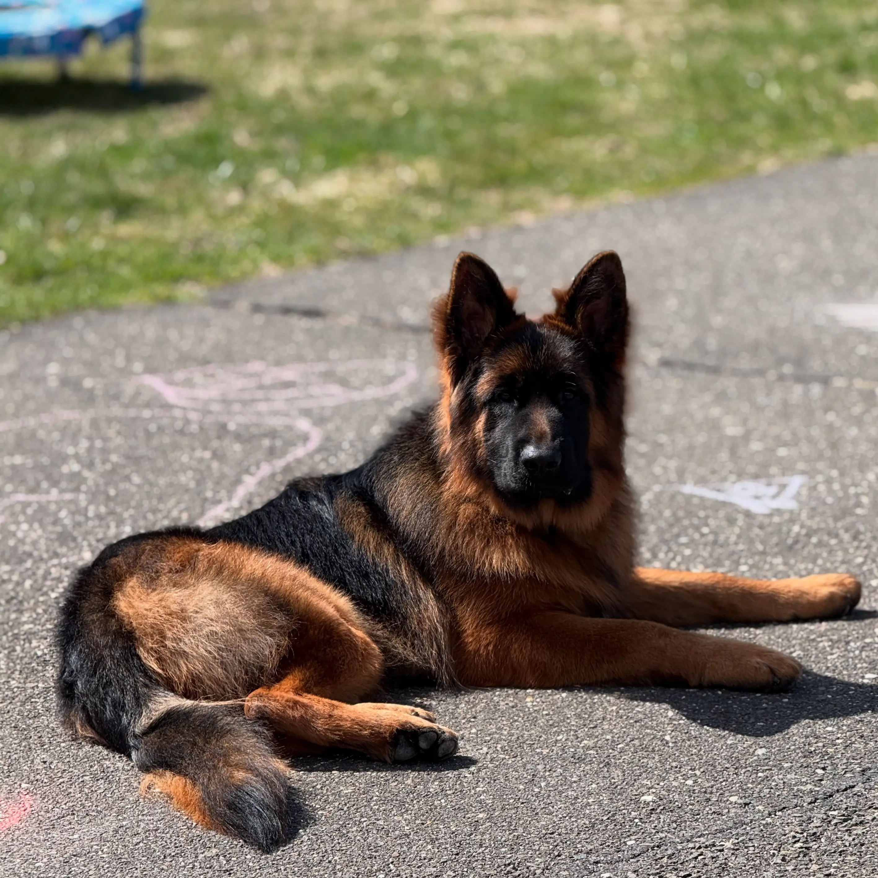 German Shepherd stud dog: Black and tan German Shepherd lying on a paved surface