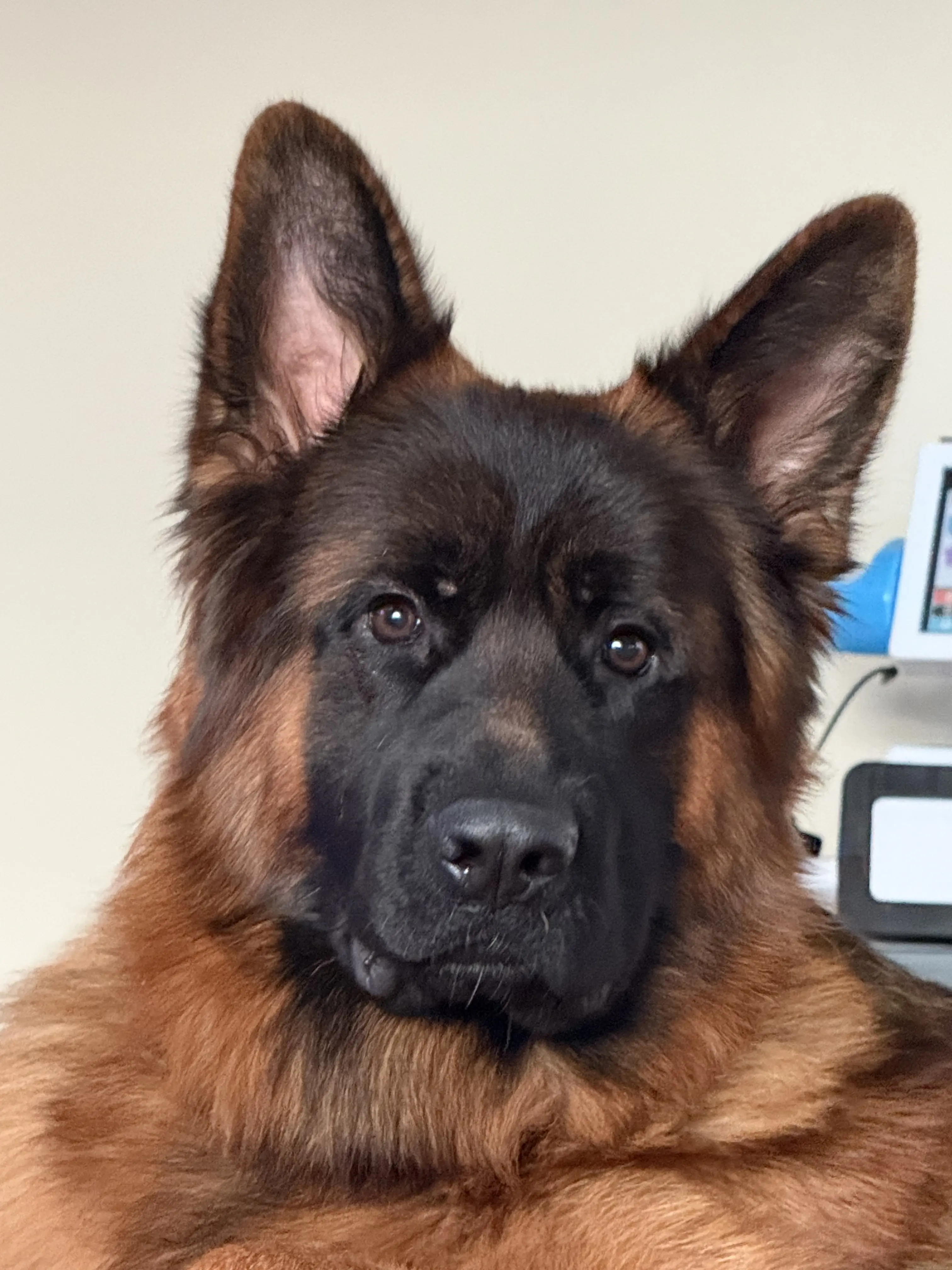 German Shepherd stud dog: Fluffy brown and black German Shepherd with alert expression