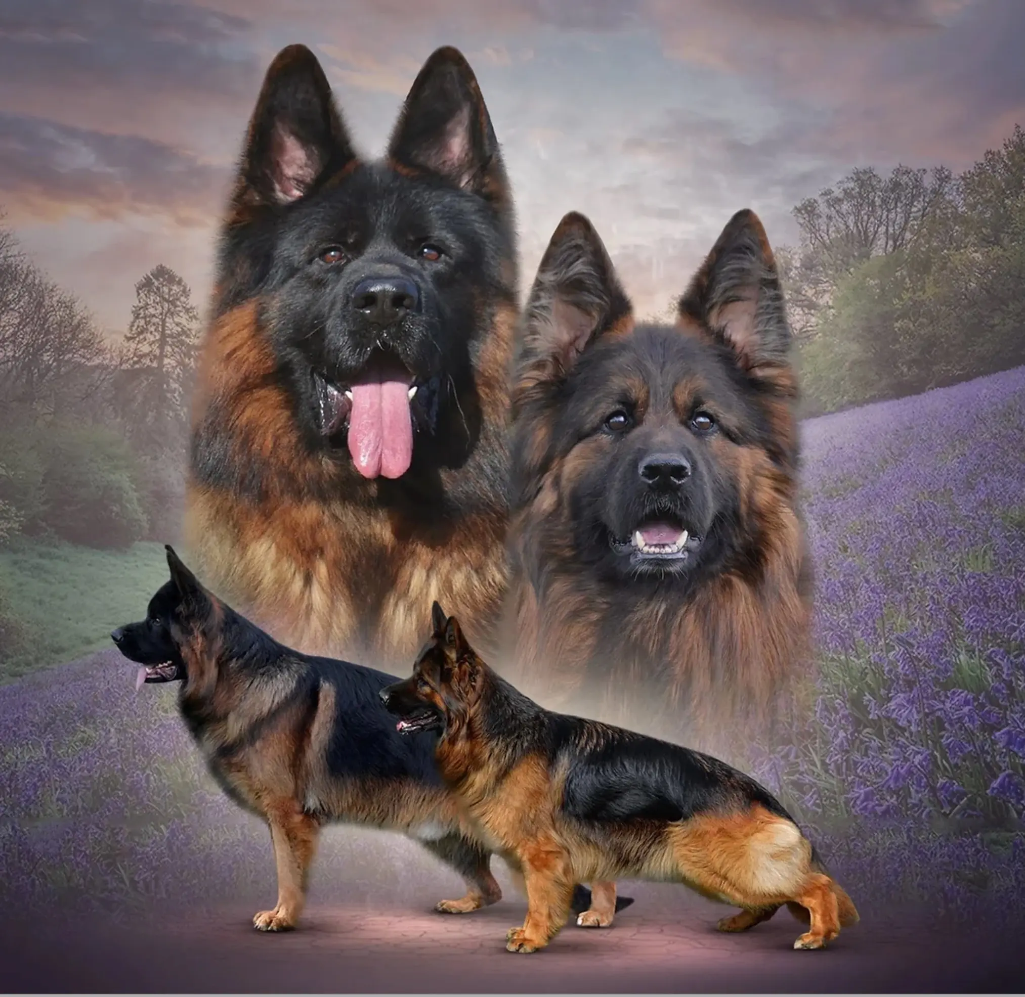 German Shepherd stud dog: Three German Shepherds with black and tan coats in a scenic setting