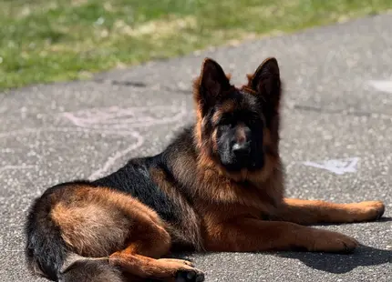 German Shepherd stud dog: Black and tan German Shepherd lying on a paved surface