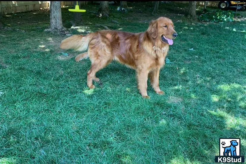 Golden Retriever stud dog: a golden retriever dog standing on grass