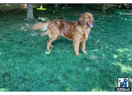 Golden Retriever stud dog: a golden retriever dog standing on grass