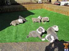 french bulldog puppy posted by madisonzoe334