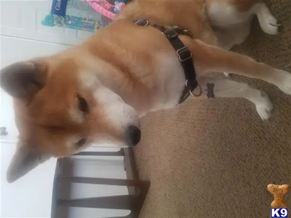 Shiba Inu