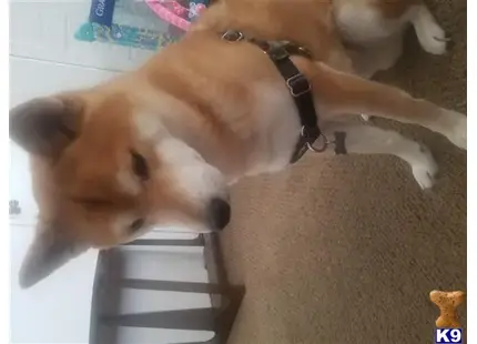 Shiba Inu