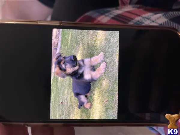 German Shepherd puppy for sale: a german shepherd dog jumping in the air