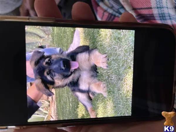 German Shepherd puppy for sale: a german shepherd dog jumping through a window
