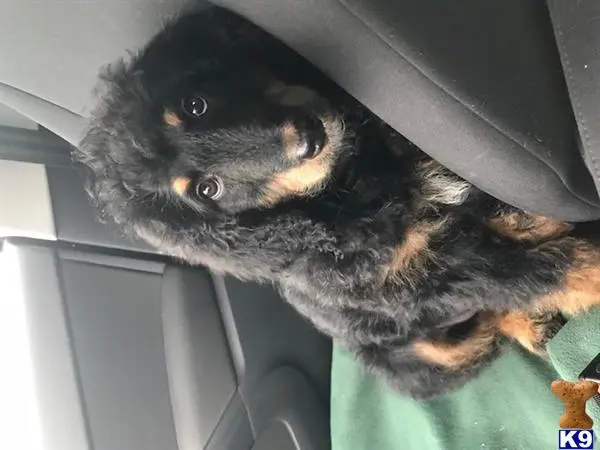 Bernese Mountain Dog female dog: Fluffy black and tan Bernese Mountain Dog puppy resting in a car