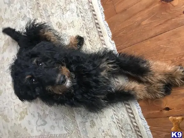 Bernese Mountain Dog female dog: Black and brown dog lying on a wooden floor