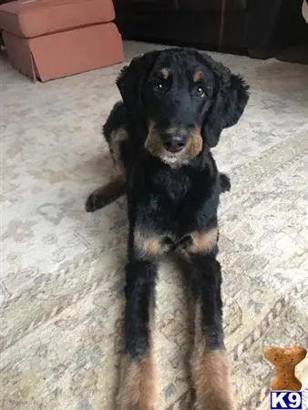 Bernese Mountain Dog female dog: Black and tan dog lying on a patterned rug