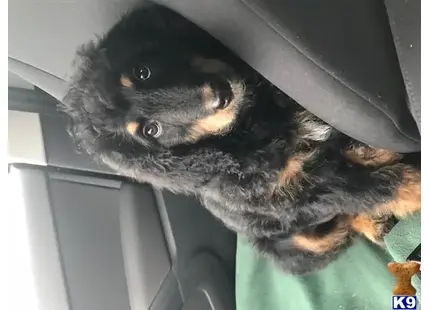 Bernese Mountain Dog female dog: Fluffy black and tan Bernese Mountain Dog puppy resting in a car