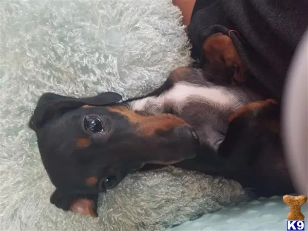 Dachshund