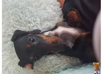 Dachshund