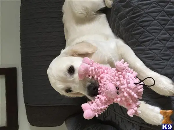 Golden Retriever female dog