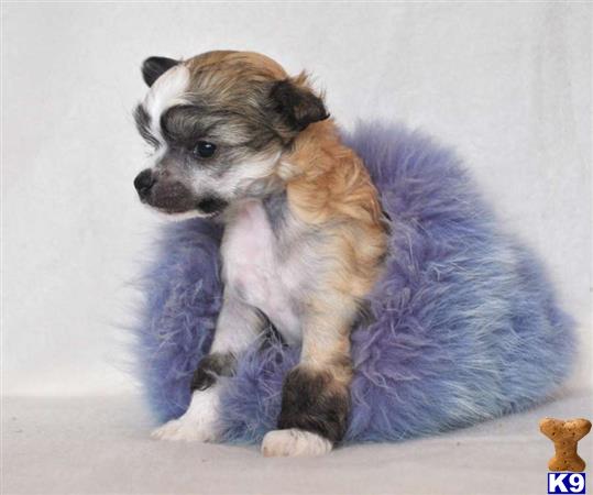 chinese crested puppy posted by magiccresteds