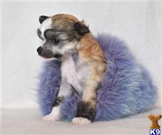 chinese crested puppy posted by magiccresteds