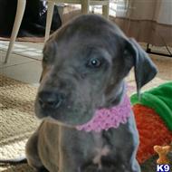 great dane puppy posted by magicpuppies