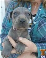 great dane puppy posted by magicpuppies