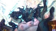 south african boerboel puppy posted by magniboerboels