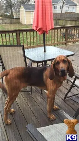 Bloodhound stud dog