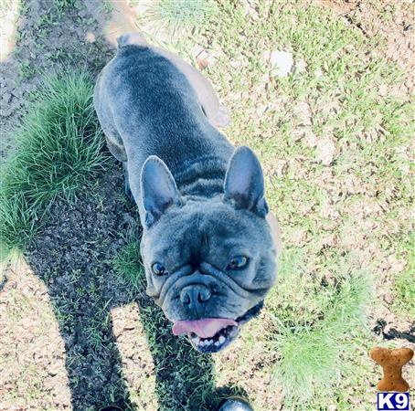 French Bulldog dog