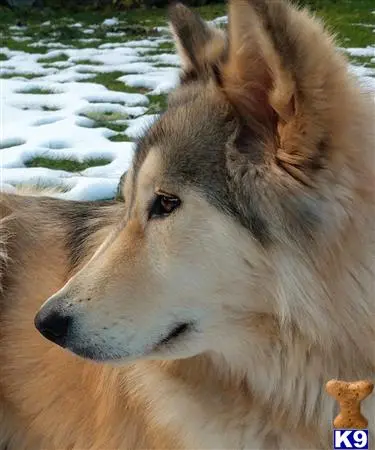 Wolf Dog stud dog: a wolf dog dog looking at the camera