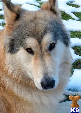 Wolf Dog stud dog: a wolf dog dog looking at the camera