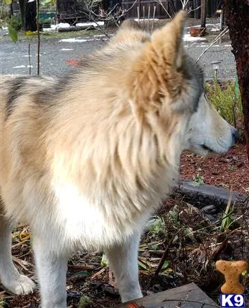 Wolf Dog stud dog: a wolf dog dog standing outside